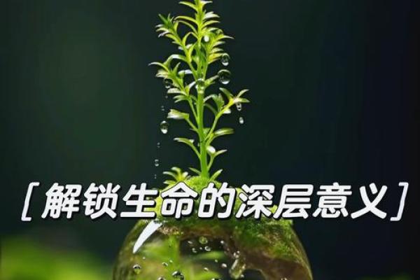 “命”字的深刻启示：探索人生的意义与价值