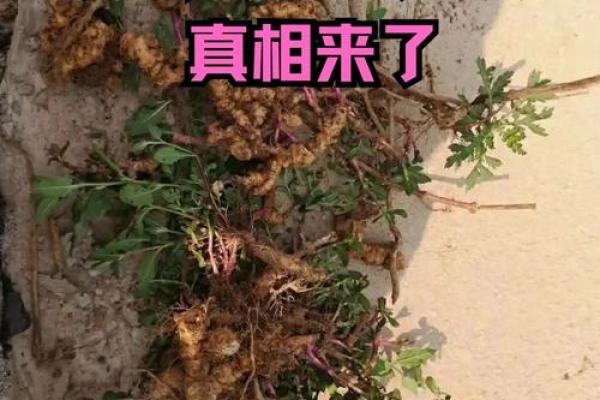 命里缺土的人，适合养哪几种狗？让我们一探究竟！