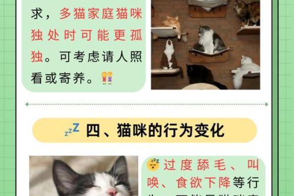九条命的动物：揭秘猫咪神秘的生存法则与魅力