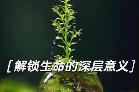 “命”字的深刻启示：探索人生的意义与价值