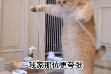 九条命的动物：揭秘猫咪神秘的生存法则与魅力