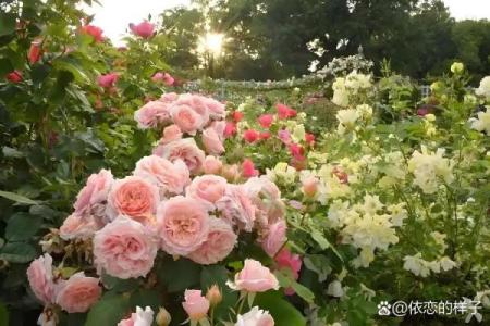 命盘中的九朵桃花：爱情与人际关系的深刻启示