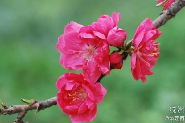 女命财临桃花：揭示情感与财富的神秘联系