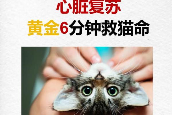 九命猫的命格与宿命：探索灵魂深处的秘密