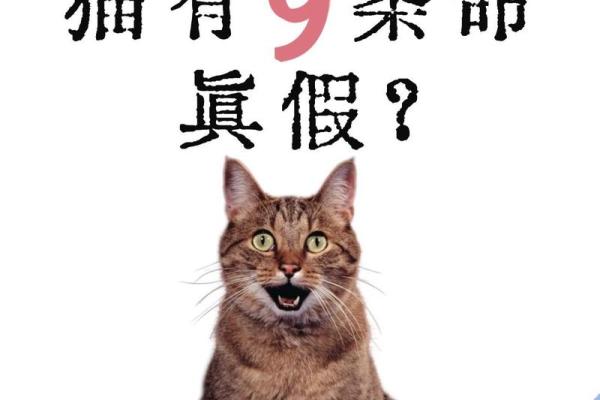 九命猫的命格与宿命：探索灵魂深处的秘密