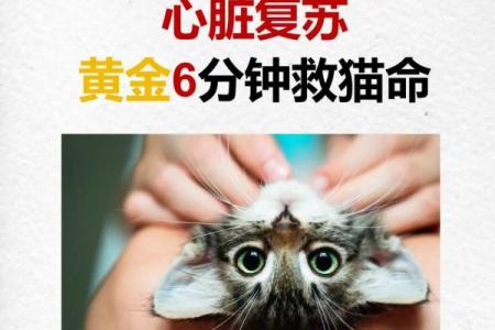 九命猫的命格与宿命：探索灵魂深处的秘密
