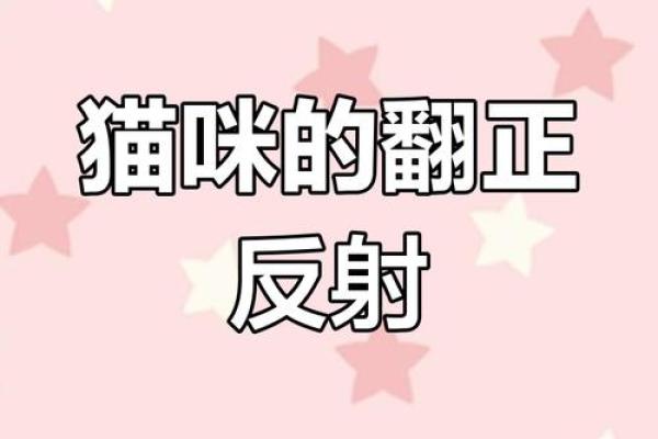 探索神秘的九条命的猫：传奇背后的真实与虚构