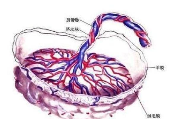 解读“命带胎盘”：探寻生命奇迹与运势的微妙联系