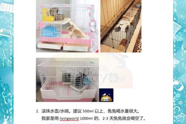 九月出生的兔子：命格解析与命运启示