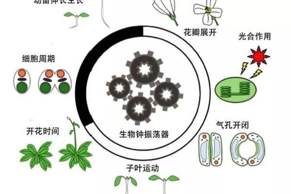 探索命山神土地的奥秘：如何运用其智慧改善生活与事业