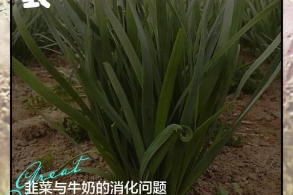 韭菜与韭菜同吃竟伤命？揭秘常见食物的致命搭配！