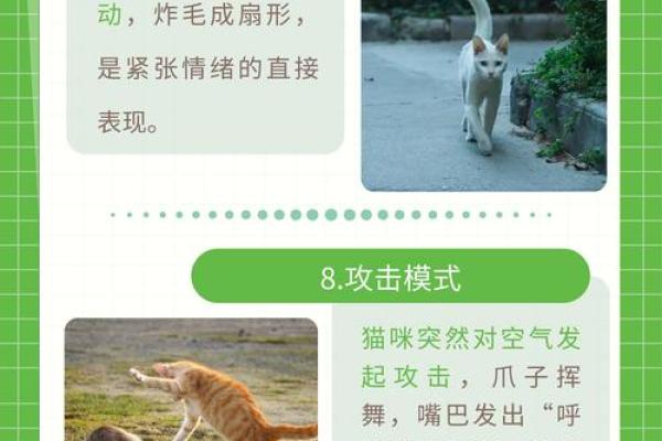 探索猫咪传闻的秘密：七条命的寓意与魅力