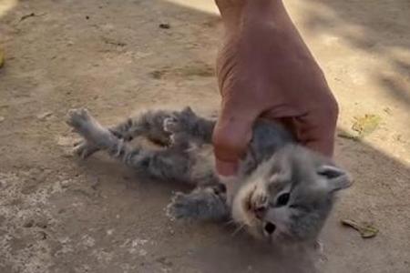 混血猫的神奇世界：解开九条命的猫品种之谜
