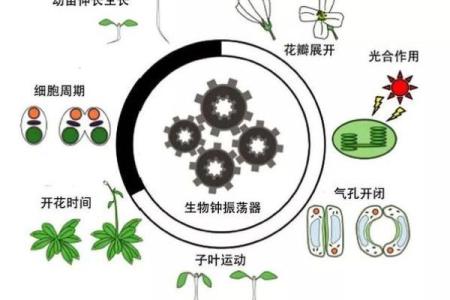 探索命山神土地的奥秘:如何运用其智慧改善生活与事业
