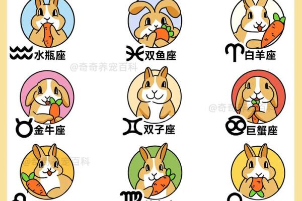 命里三个兔子的深意与象征解析，解读兔年带来的幸运与启示