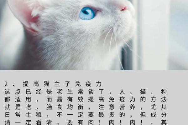 揭秘九条命的猫：它们的品质与特性