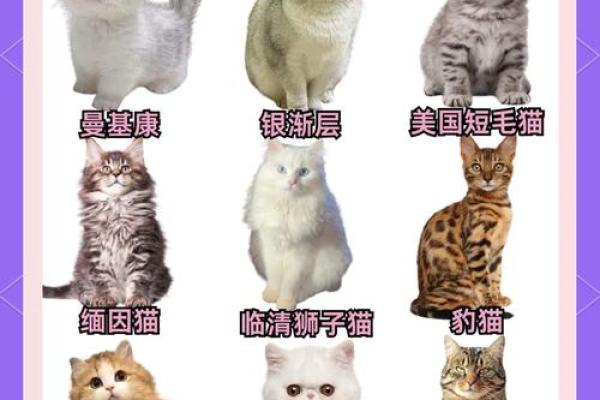 救猫命：有效药物选择与使用指南，助你爱猫健康快乐！