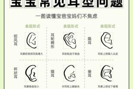 耳朵面相解读:细说耳朵的形状与命运的联系