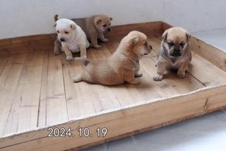 农历十月出生的狗属什么命?探寻命运的奥秘!
