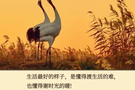 命好有归属，人生才更精彩的深刻意义
