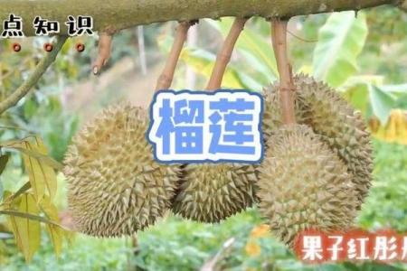 探秘女人榴莲命:她们的命运与性格特征解析