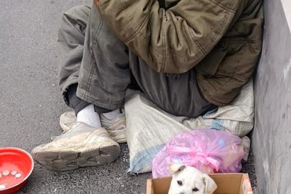 命里缺狗的原因与补救：探寻生活中的幸福与陪伴