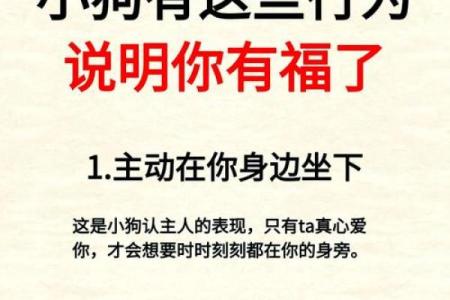 命里缺狗的原因与补救：探寻生活中的幸福与陪伴