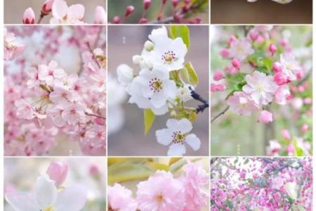 桃花缭乱:女命夫妻宫桃花多的深刻含义与启示