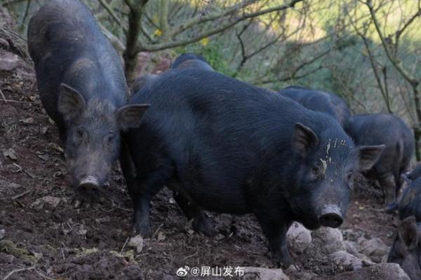 探寻“林下之猪”的奥秘与价值：自然与农耕的完美结合
