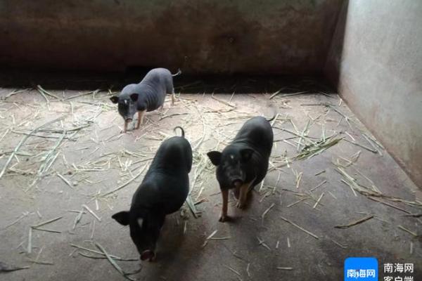 探寻“林下之猪”的奥秘与价值：自然与农耕的完美结合