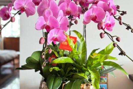 无水女命，花卉养护秘诀揭秘，助你生活添喜！